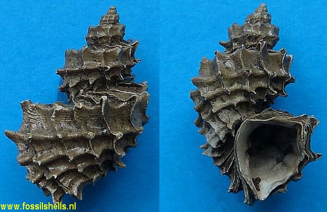Trigonostoma geslini josephinae