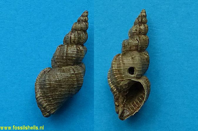 Sveltia varicosa paucicostata