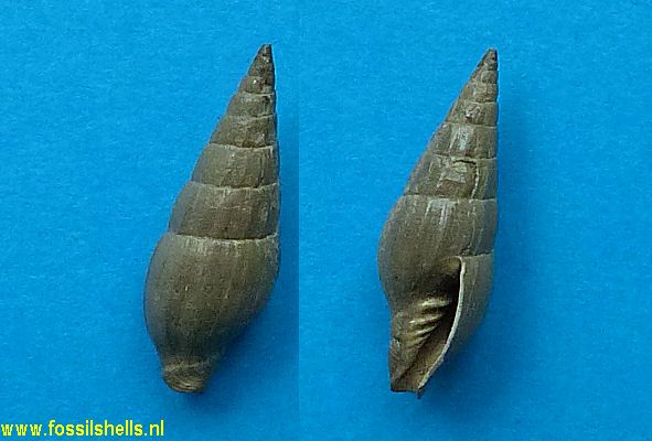 Vexillum plicatulum