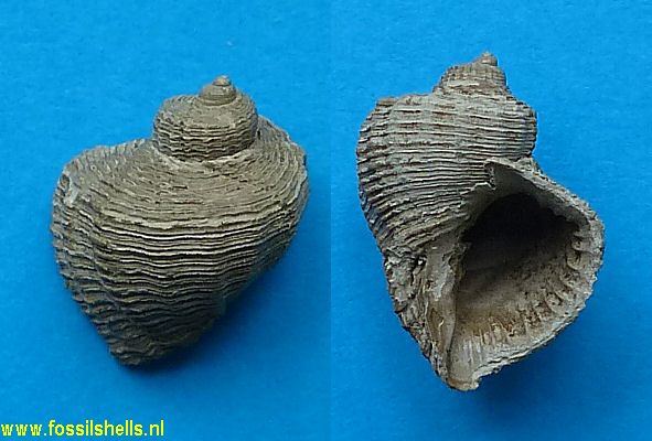 Trigonostoma planispirum