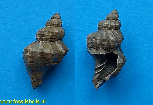 Sveltia lyrata