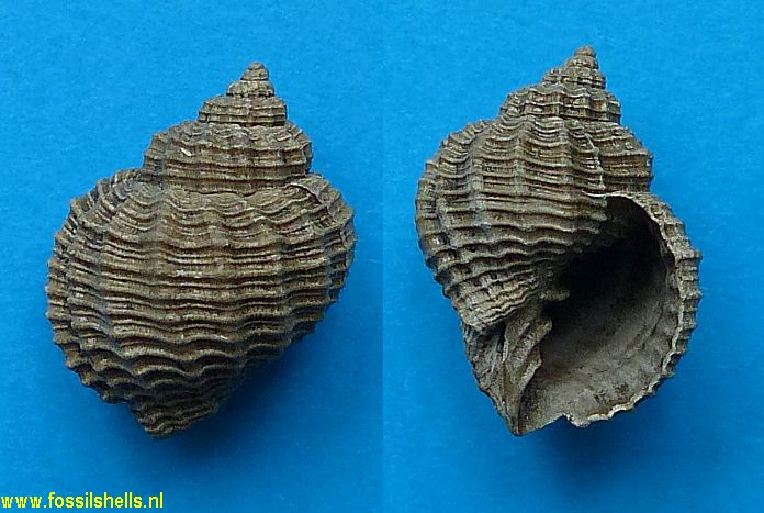 Cancellaria cancellata praecedens