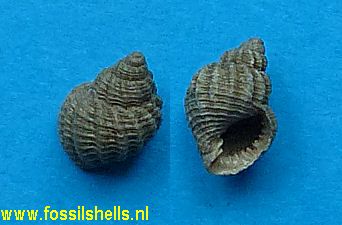 Cancellaria evulsa postera