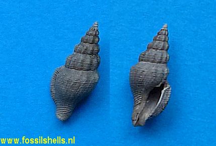 Pleurotomoides simplex