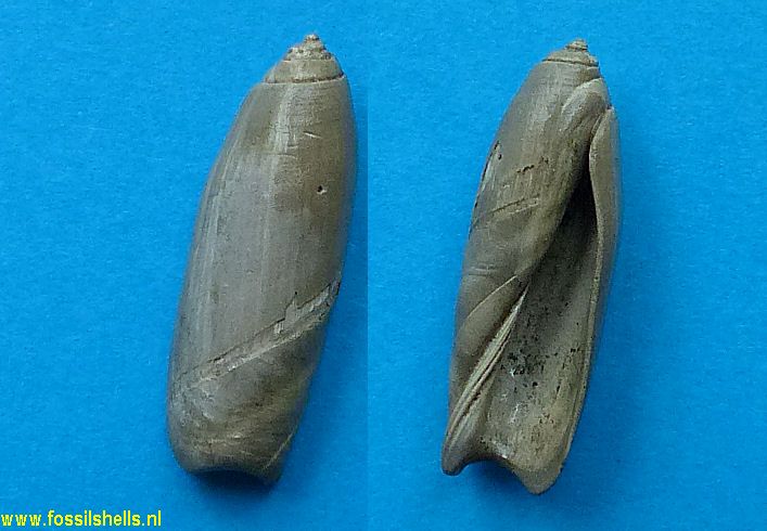 Ancilla suncanalifera
