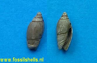 Oliva dufresnei