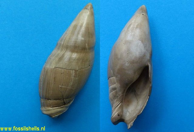 Ancilla obsoleta