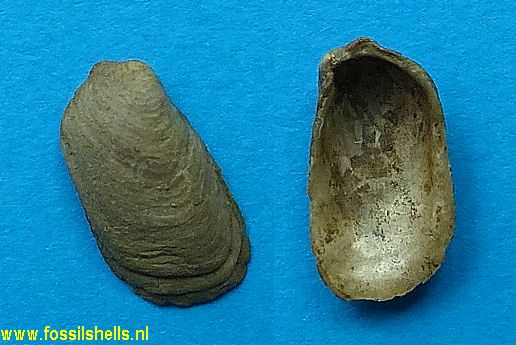 Pododesmus squamula