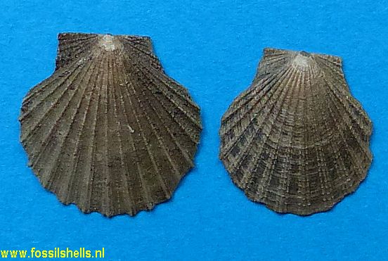 Pecten species