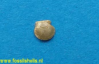 Similipecten similis