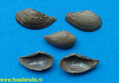 Nuculana westendorpi