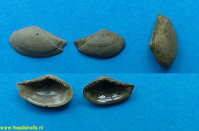Lembulus emarginatus