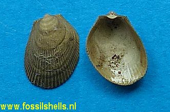 Limea strigilata 