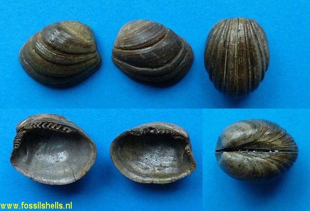 Nuculoma haesendoncki hanseata