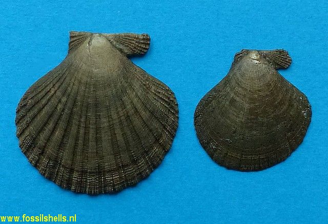 Pseudamussium lilli