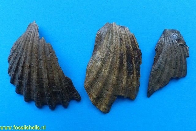 Pecten brummeli