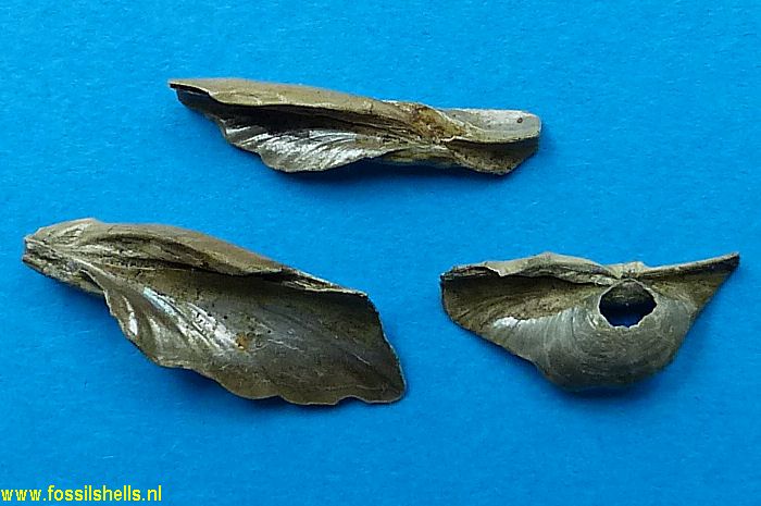 Pholadomya alpina