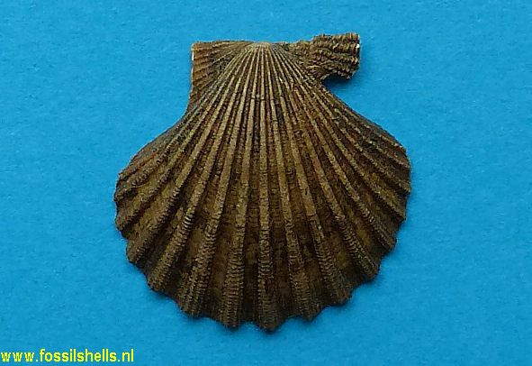 Aequipecten seniensis