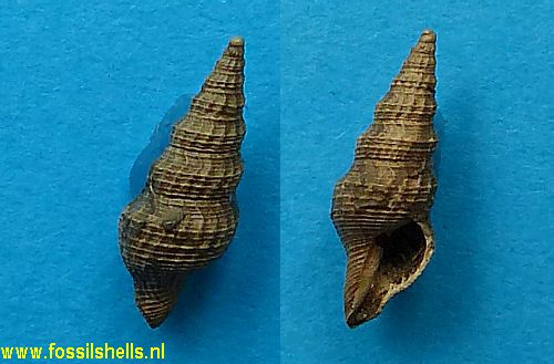 Asthenotoma obtusangula