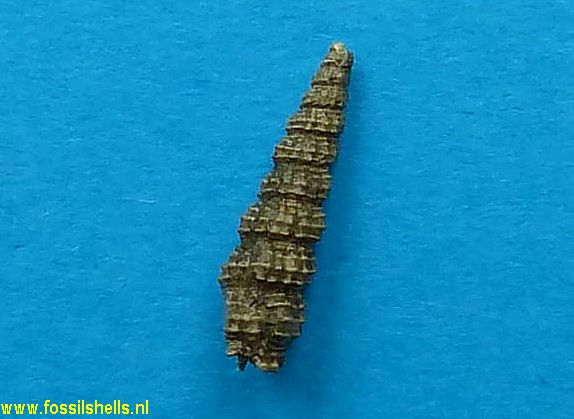 Cerithiopsis species