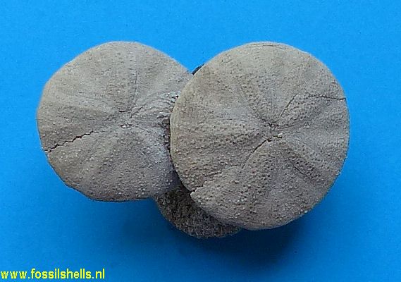 Astrodapsis spatiosus