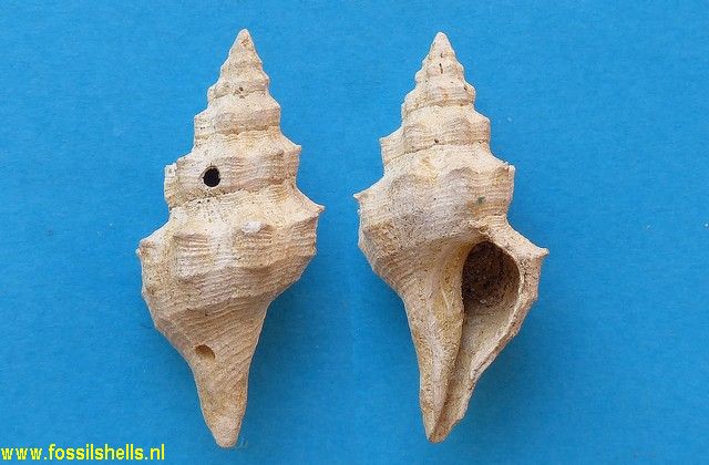 Fasciolaria danconae