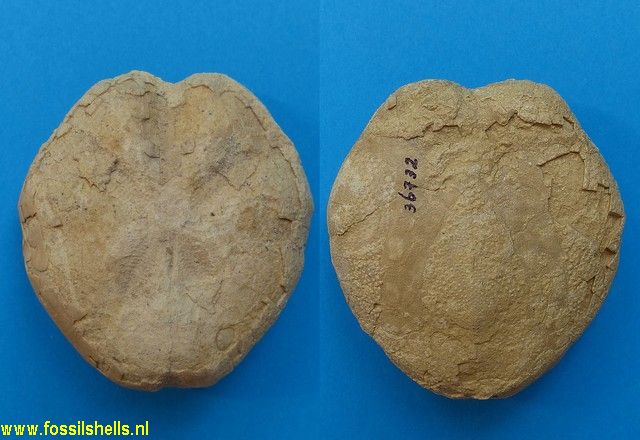 Schizaster dilatatus?