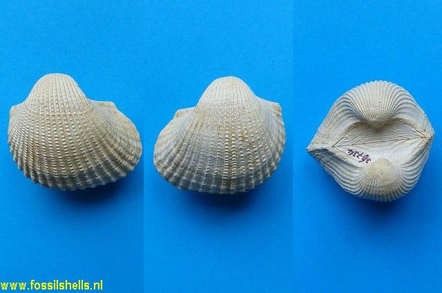 Anadara santarosana geraetera