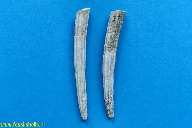 Dentalium species