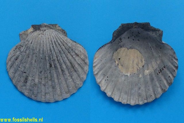Chesapecten madisonius