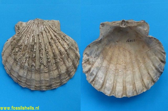 Chesapecten jeffersonius