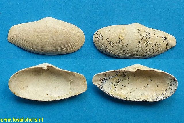 Tenuicorbula anatina