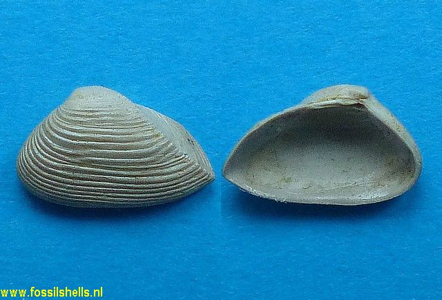 Caryocorbula pixidicula