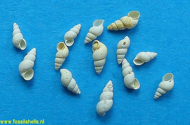 Hydrobia chedevillei