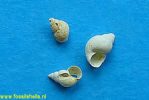 Hydrobia tuba 