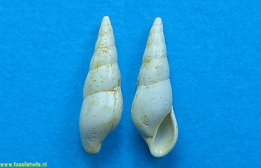 Rissoina polita 
