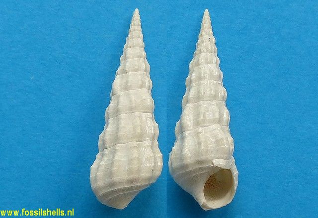 Cerithium lamellosum inabsolutum