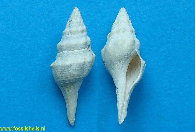 Turricula dentata