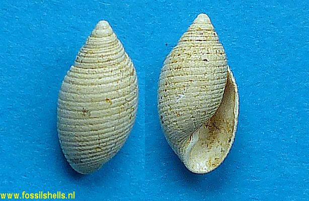 Acteon subinflatus