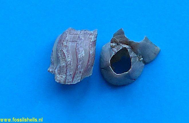 Balanus tintinabulum californicus
