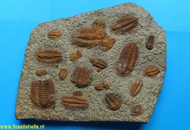 Ellipsocephalus species