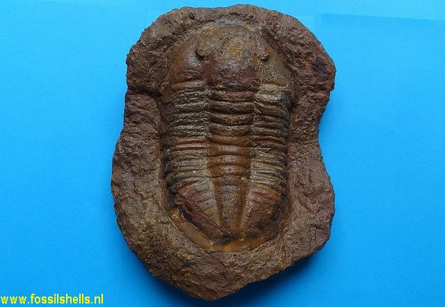 Unidentified Trilobita