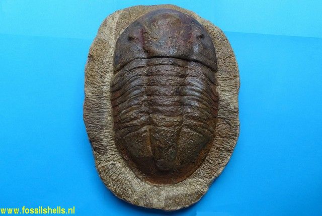 Unidentified Trilobita