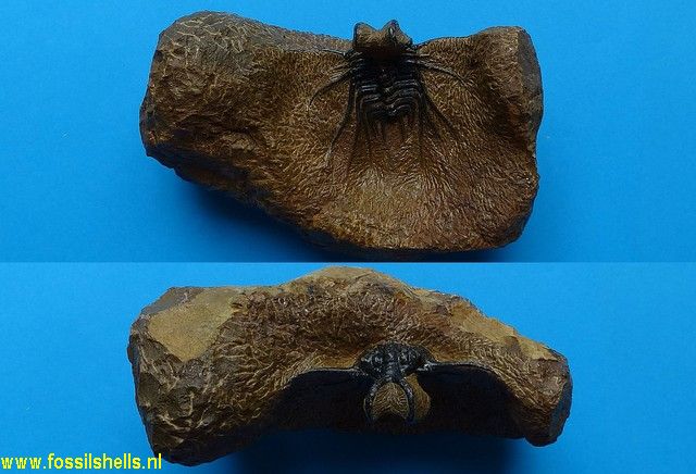 Dicranurus monstrosus