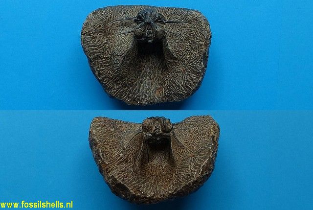 Dicranurus monstrosus