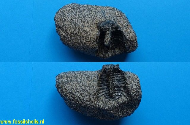 Unidentified Trilobita