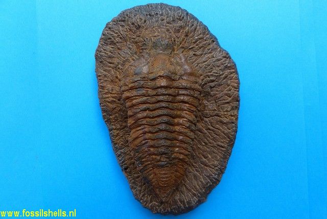 Unidentified Trilobita