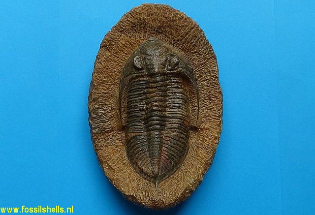 Unidentified Trilobita