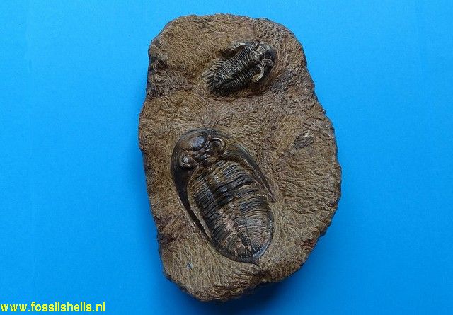 Unidentified Trilobita