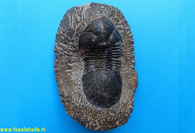 Breviscutellum species